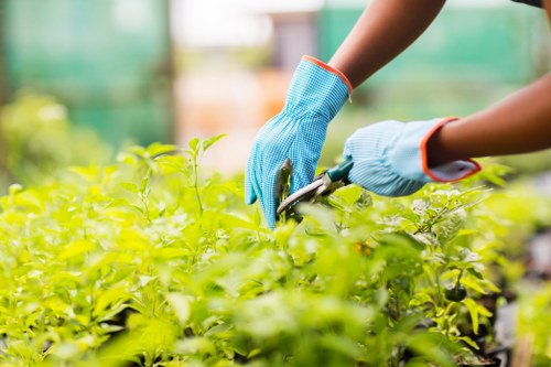 Seasonal hedge trimming schedule for Brimsdown properties